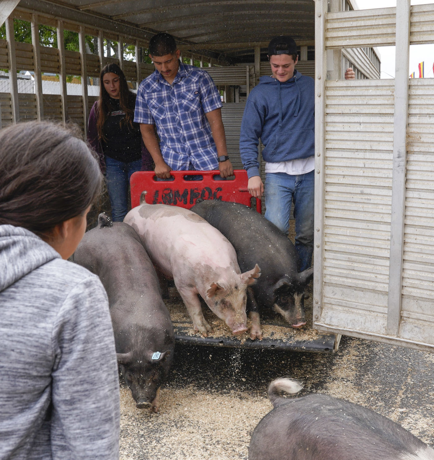 070719 Animals Arrive for Fair 08.jpg